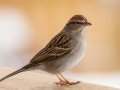 Chipping Sparrow - Yard Birds, Clarksville, Montgomery County, February 18, 2021