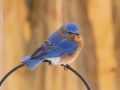 Eastern Bluebird (male) - Yard Birds, Clarksville, Montgomery County, February 18, 2021