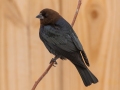 Brown-headed Cowbird ( male) - Yard Birds, Clarksville, Montgomery County, February 18, 2021
