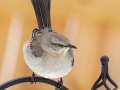 Northern Mockingbird - Yard Birds, Clarksville, Montgomery County, February 18, 2021