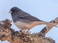 Dark-eyed Junco (Slate-colored)  - Paris Landing SP Campground, Henry County, January 29, 2021