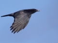 American Crow - Paris Landing SP Campground, Henry County, January 29, 2021