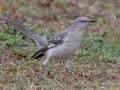 Northern Mockingbird - Bells Bend Park, Nashville, Davidson County, February 28, 2021