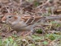 Field Sparrow - Bells Bend Park, Nashville, Davidson County, February 28, 2021