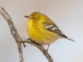 Pine Warbler (male) - Paris Landing State Park, Henry County, January 23, 2021