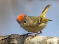 Ruby-crowned Kinglet - Cross Creeks NWR--Dover Bottoms, Stewart County, March 19, 2021