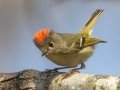 Ruby-crowned Kinglet - Cross Creeks NWR--Dover Bottoms, Stewart County, March 19, 2021