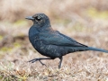 Rusty Blackbird (male) - Dunbar Cave SP, Montgomery County, February 22, 2021