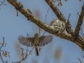 Blue-gray Gnatcatcher. feeding young  - Barkley WMA, Stewart County, April 7, 2021