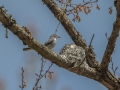 Blue-gray Gnatcatcher feeding young  - Barkley WMA, Stewart County, April 7, 2021
