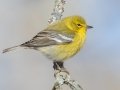 Pine Warbler (male) - Paris Landing State Park, Henry County, January 23, 2021