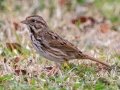 Song Sparrow - Bells Bend Park, Nashville, Davidson County, February 28, 2021