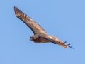 Red-tailed Hawk  - 475 Coast Guard Rd, Buchanan, Henry County, January 29, 2021