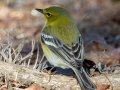 Pine Warbler (male) - Paris Landing State Park, Henry County, January 23, 2021