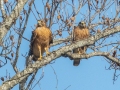 Red-shouldered Hawks - Yard Birds - Clarksville, Montgomery County, January 13, 2021