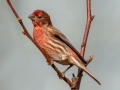 House Finch - Yard Birds - Clarksville, Montgomery County, January 12, 2021