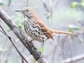 Brown Thrasher - Bells Bend Park, Nashville, Davidson County, February 28, 2021