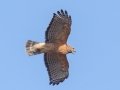 Red-shouldered Hawk - Yard Birds - Clarksville, Montgomery County, January 13, 2021