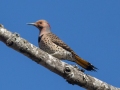 Northern Flicker (Yellow-shafted) - 475 Coast Guard Rd, Buchanan, Henry County, January 29, 2021