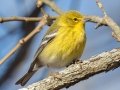 Pine Warbler (male) - Paris Landing State Park, Henry County, January 23, 2021