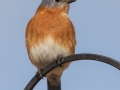 Eastern Bluebird (male) - Yard Birds - Clarksville, Montgomery County, January 12, 2021
