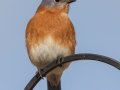 Eastern Bluebird (male) - Yard Birds - Clarksville, Montgomery County, January 12, 2021