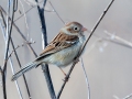 Field Sparrow - Bells Bend SP, Nashville, Davidson County, February 8, 2021