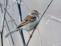 Field Sparrow - Bells Bend SP, Nashville, Davidson County, February 8, 2021