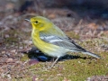 Pine Warbler (male) - Paris Landing State Park, Henry County, January 23, 2021