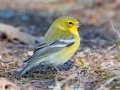 Pine Warbler (male) - Paris Landing State Park, Henry County, January 23, 2021