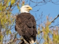 Bald Eagle - Fort Donelson National Battlefield, Stewart County,  March 28, 2021