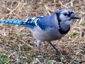 Blue Jay - Yard Birds, Clarksville, Montgomery County, February 9, 2021
