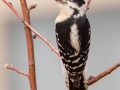Downy Woodpecker (male) - Yard Birds - Clarksville, Montgomery County, January 12, 2021