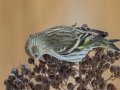 Pine Siskin - Yard Birds, Clarksville, Montgomery County, February 16, 2021