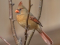 Northern Cardinal (female) - Yard Birds - Clarksville, Montgomery County, January 12, 2021