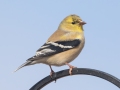 American Goldfinch - Yard Birds - Clarksville, Montgomery County, January 12, 2021