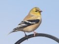 American Goldfinch - Yard Birds - Clarksville, Montgomery County, January 12, 2021