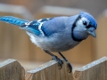 Blue Jay - Yard Birds, Clarksville, Montgomery County, February 9, 2021
