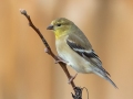 American Goldfinch - Yard Birds, Clarksville, Montgomery County, February 9, 2021
