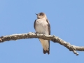 Northern Rough-winged Swallow  - Paris Landing SP, Henry County, March 28, 2021