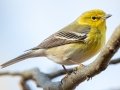 Pine Warbler - Paris Landing State Park, Henry County, January 29, 2021