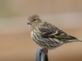 Pine Siskin - Yard Birds, Clarksville, Montgomery County, February 9, 2021