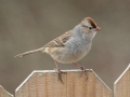 White-crowned Sparrow (juvenile) - Yard Birds, Clarksville, Montgomery County, February 9, 2021