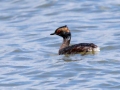 Horned Grebe - Paris Landing SP, Henry County, March 28, 2021