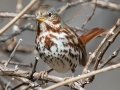 Fox Sparrow - Lock B Rd S, Clarksville, Montgomery County, January 17, 2021