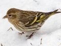 Pine Siskin - Yard Birds, Clarksville, Montgomery County, February 16, 2021