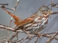 Fox Sparrow - Lock B Rd S, Clarksville, Montgomery County, January 17, 2021