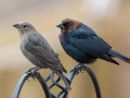 Brown-headed Cowbirds - Yard Birds, Clarksville, Montgomery County, February 9, 2021
