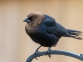 Brown-headed Cowbird - Yard Birds, Clarksville, Montgomery County, February 9, 2021