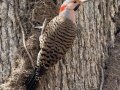 Northern Flicker (Yellow-shafted) - Paris Landing SP, Henry County, March 28, 2021